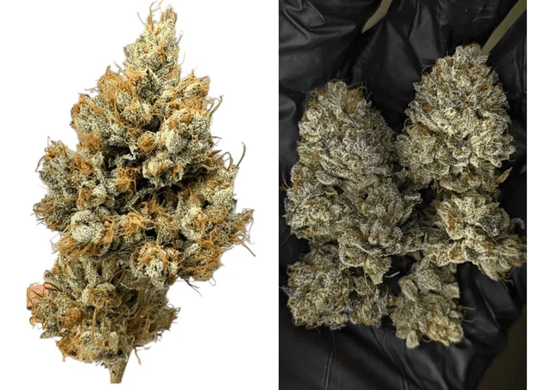 OG Kush lineage deep dive