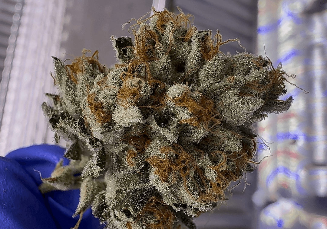 OG Kush for stress vs anxiety