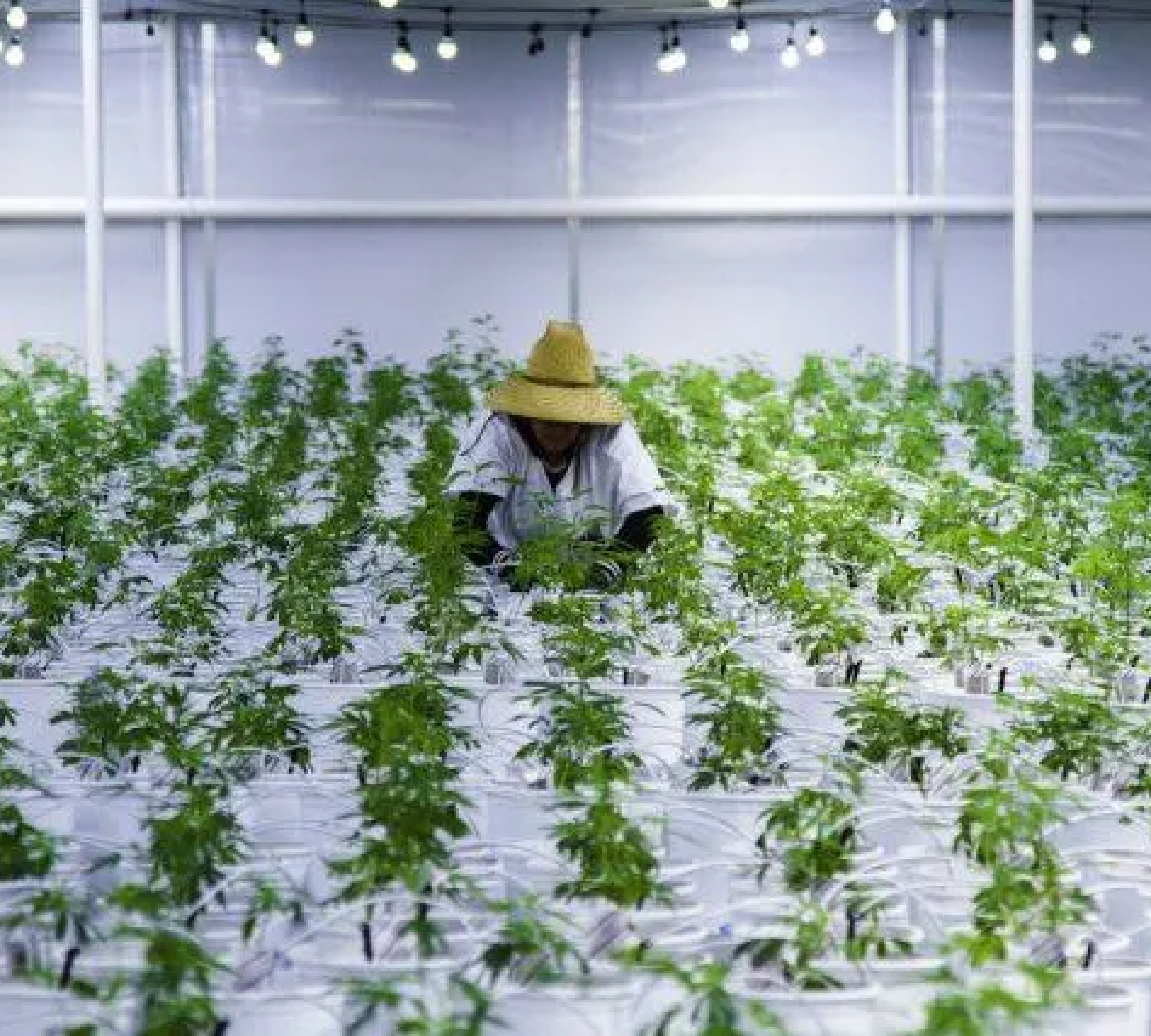 Josh D OG Kush cultivation farm