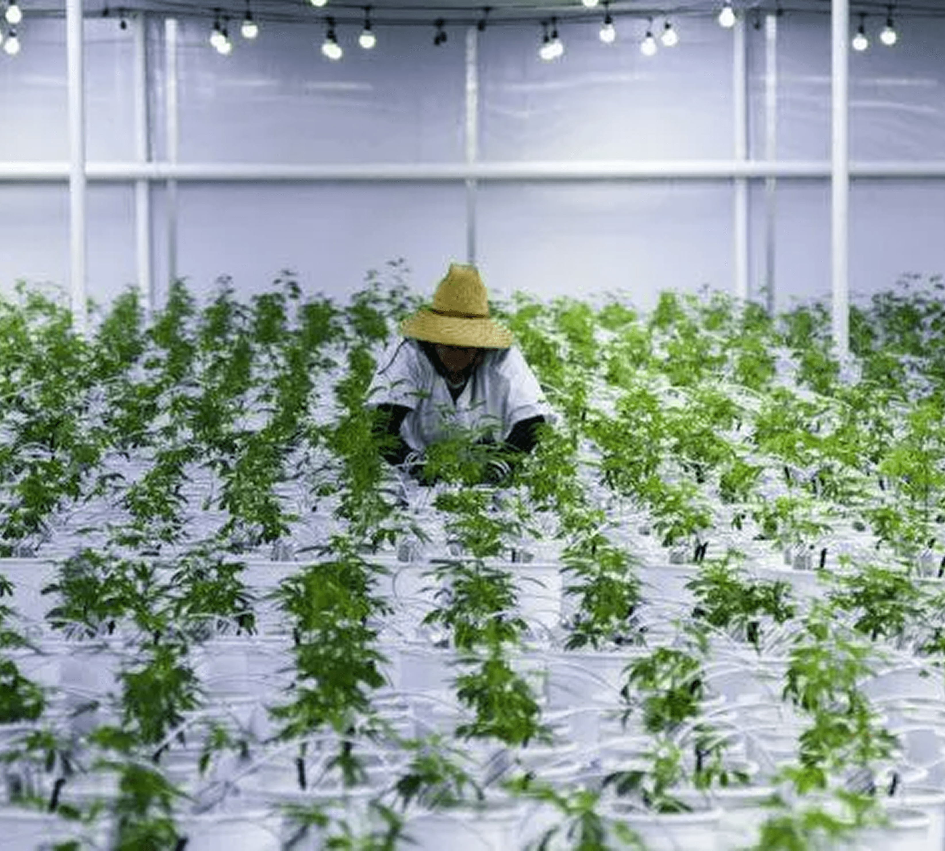 Josh D OG Kush cultivation farm
